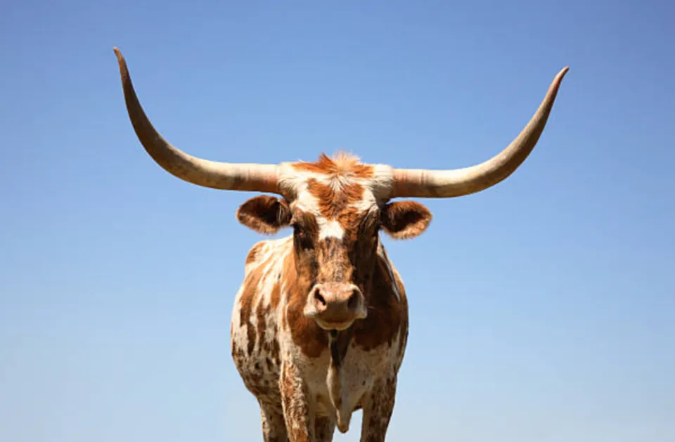 A Texas longhorn steer against a clear blue sky.