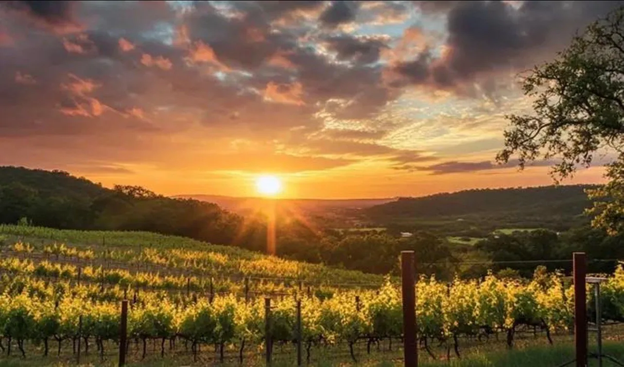 The sun setting over vineyard rows in the Texas Hill Country.
